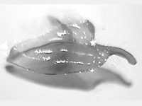 Cigaritis seliga ssp. ♂ genitalia