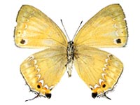 Ussuriana michaelis ssp. ♀ Un.