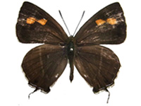 Teratozephyrus nuwai ssp. ♂ Up.