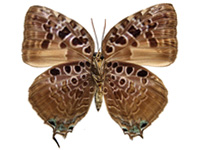 Arhopala anthelus anthea ♀ Un.