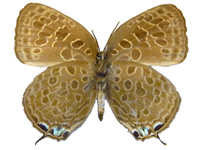 Arhopala camdana ssp. ♀ Un.