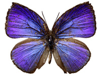 Arhopala moolaiana maya ♂ Up.