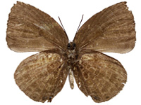 Arhopala moolaiana maya ♂ Un.