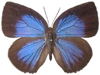 Arhopala moolaiana maya ♀ Up.