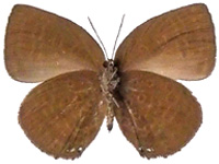 Arhopala moolaiana maya ♀ Un.