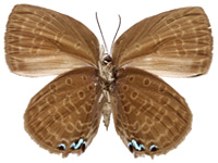 Arhopala moolaiana yajuna ♀ Un.