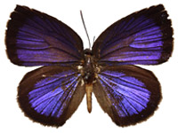 Arhopala perimuta regina ♂ Up. Arhopala perimuta regina ♂ Up.