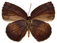 Arhopala perimuta regina ♂ Un. Arhopala perimuta regina ♂ Un.