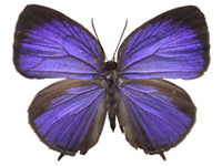 Arhopala democritus lycaenaria ♀ Up.