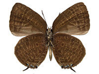 Arhopala elopura ssp. ♂ Un.
