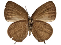 Arhopala elopura ssp. ♀ Un.