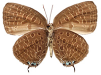 Arhopala pseudomuta ariavana ♀ Un.