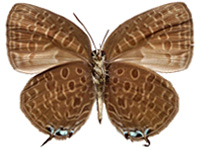 Arhopala pseudomuta ariavana ♀ Un.