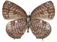 Arhopala paraganesa mendava ♀ Un.