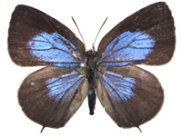 Arhopala ammonides chunsu ♂ Up.