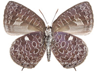 Arhopala ammonides chunsu ♂ Un.