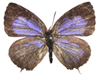 Arhopala ammon ammon ♀ Up.