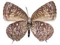 Arhopala ammon ammon ♀ Un.