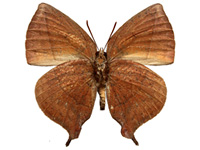 Amblypodia anita ssp. ♂ Un.