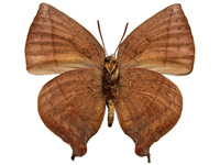 Amblypodia anita ssp. ♂ Un.