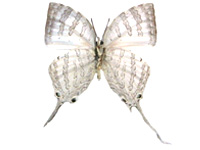 Neomyrina hiemalis ♂ Un.