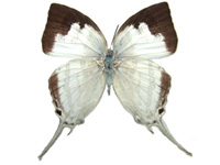 Neomyrina hiemalis ♀ Up.