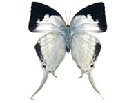 Neomyrina ikarii ♀ Up.