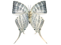 Neomyrina ikarii ♀ Un.