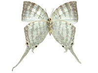 Neomyrina ikarii ♀ Un.