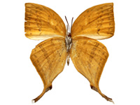 Loxura atymnus continentalis ♀ Un.