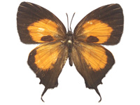 Yasoda androconifera ♂ Up.