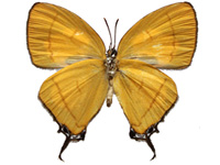 Yasoda androconifera ♂ Un.