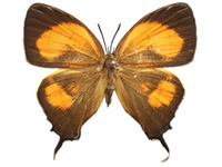 Yasoda androconifera ♀ Up.