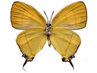 Yasoda androconifera ♀ Un.