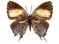 Drupadia ravindra boisduvalii ♂ Up. Drupadia ravindra boisduvalii ♂ Up.