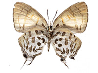 Drupadia ravindra boisduvalii ♂ Un. Drupadia ravindra boisduvalii ♂ Un.
