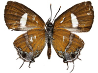 Horaga chalcedonyx malaya ♂ Un.