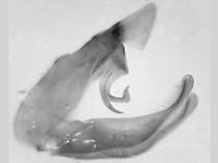 Horaga chalcedonyx malaya ♂ genitalia