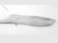 Horaga chalcedonyx malaya ♂ genitalia