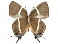 Dacalana sulabha sulabha ♂ Un.