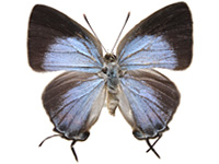 Tajuria dominus dominus ♀ Up.