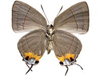 Tajuria dominus dominus ♀ Un.