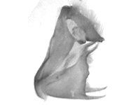 Tajuria dominus dominus ♂ genitalia