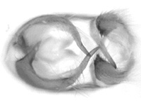 Tajuria dominus dominus ♂ genitalia