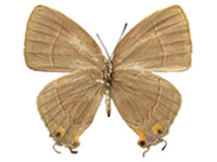Britomartis cleoboides cleoboides ♀ Un.