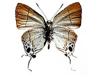Hypolycaena merguia skapane ♂ Un.