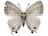 Deudorix elioti ♀ Un.