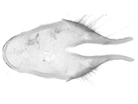 Deudorix staudingeri ♂ genitalia
