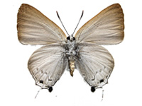 Deudorix hypargyria hypargyria ♀ Un.