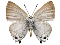 Deudorix hypargyria hypargyria ♀ Un.